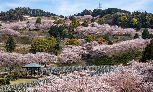 新宮霊園と言えば、桜。